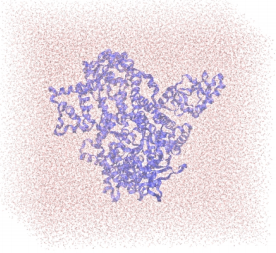 Team_61_Mutant_Protein_Solvated